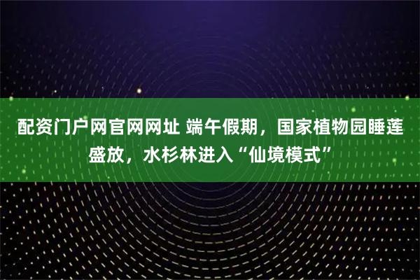 配资门户网官网网址 端午假期，国家植物园睡莲盛放，水杉林进入“仙境模式”
